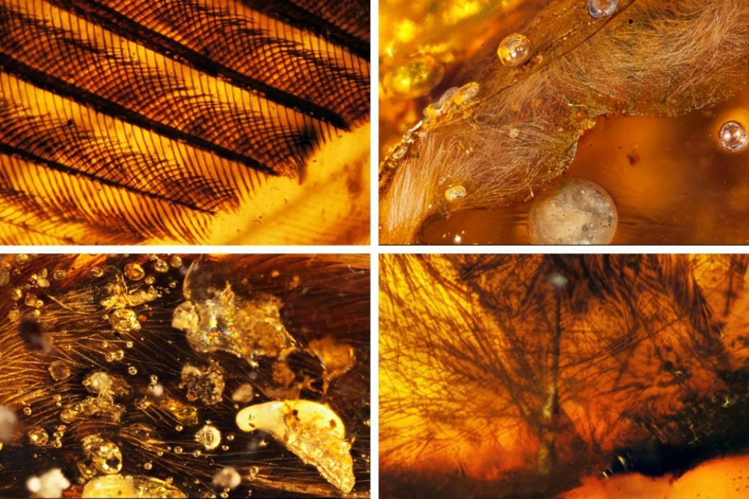 Fossilized remains of new bird species. Image by Ryan McKeller