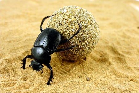 https://kidsdiscover.com/quick-reads/sacred-dung-beetles-ancient-egypt/